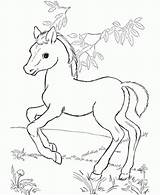 Horse Coloring Pages Detailed Horses Printable Color Print Getcolorings Baby Ba sketch template
