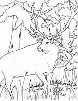 Elk Coloring Pages Drawing Getdrawings Color Bull sketch template