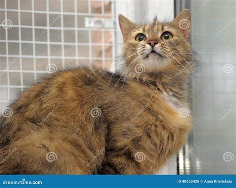 fluffy brown cat stock photo image  gazing mammal