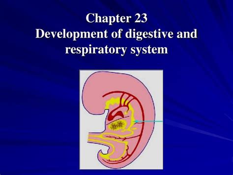 ppt chapter 23 development of digestive and respiratory