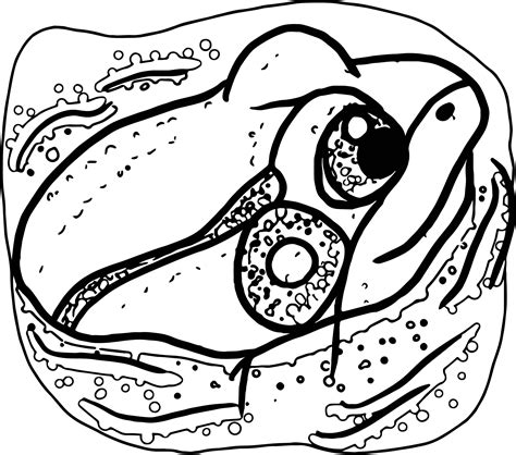 frog coloring page  wecoloringpagecom