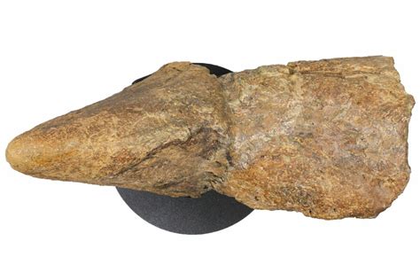 triceratops nose horn bowman north dakota   sale fossileracom