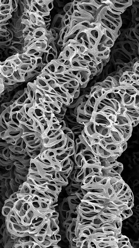 magnified images ideas  pinterest bacteria