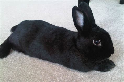 cute rabbit survey uncovers  popular bunny face nottingham trent