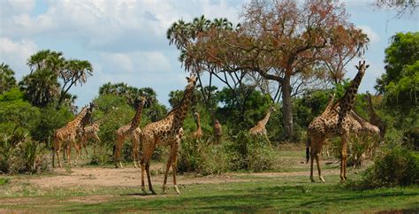 safari  nyerere national park tanzania journeys  design