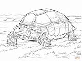 Tortoise Coloring Pages Sulcata Printable Drawing Turtle Color Animal Giant Adults Schildpadden sketch template