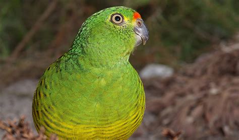 western ground parrot kyloring australian geographic