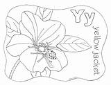 Yellow Jacket Coloring Pages Letter Printable Template Getcolorings sketch template
