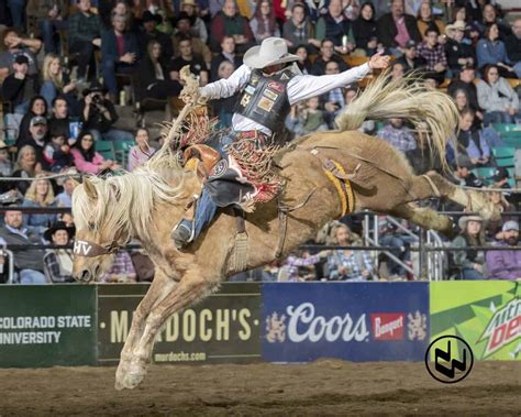california saddle bronc rider moves  top  national western stock