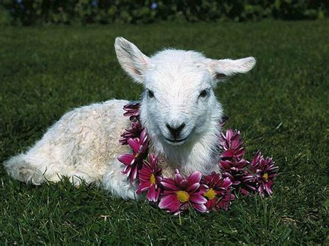 imagenes  fotos de animales oveja