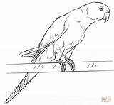Drawing Parakeet Coloring Draw Parrot Rose Ringed Pages Parrots Step Drawings Rosella Printable Tutorials Easy Animals Realistic Parakeets Line Birds sketch template