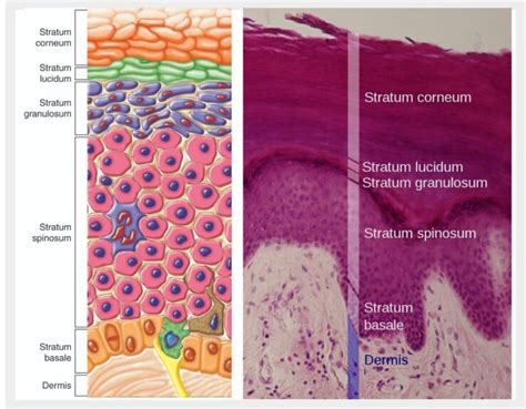 epidermis definition  examples biology  dictionary