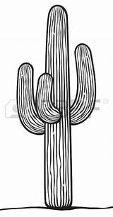 Cactus Saguaro Kaktus Cactos Cacto 123rf Western sketch template