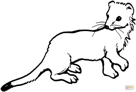 weasel coloring pages coloring pages