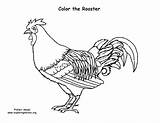 Rooster Coloring Farm sketch template