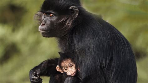 bijzonder baby aapje geboren  safaripark beekse bergen rtl nieuws