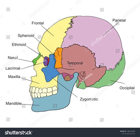 bones human skull names lateral view stock vector royalty