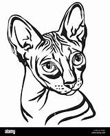 Cat Vector Illustration Alamy Stock Hairless Sphinx Banner Web Isolated Sphynx Decorative Portrait Pro sketch template