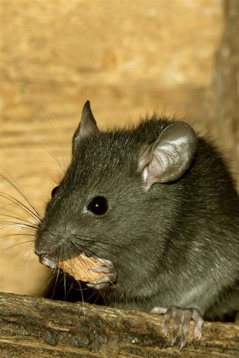 Rats In Cheap Trousers Have Less Sex