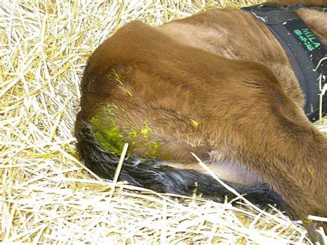 diagnosing diarrhea  foals  horse petsbloglive