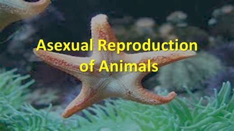 asexual reproduction  animals youtube