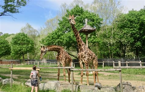 masai giraffe giraffa cameleopardalis tippelskirchi zoochat