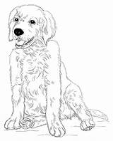 Retriever Puppy sketch template