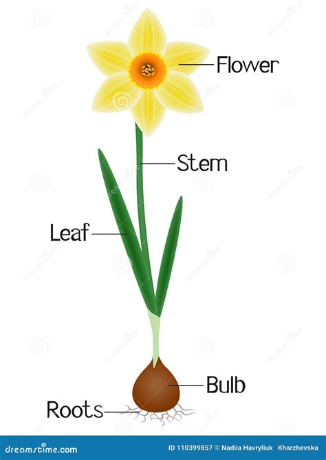 illustration showing parts   daffodil plant stock vector illustration  botanical