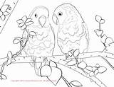 Lovebird Parrot Cockatiel Lovebirds Getcolorings Getdrawings sketch template
