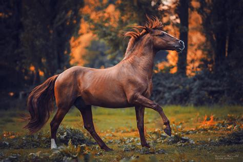 horse photographer carina maiwald finds light   shadows