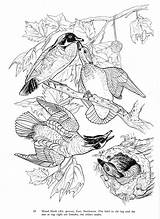 Audubon Flyers sketch template