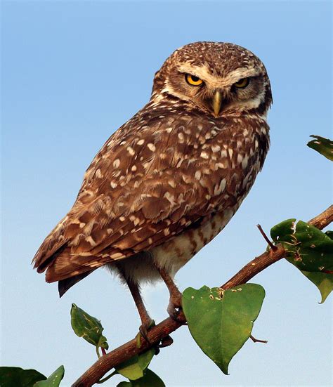 burrowing owl wikipedia