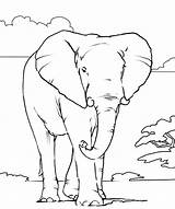 Coloring Pages Elephant African Printable Animals Animal Color Kids Outline Colouring Books Print Realistic Colour Head Drawings Draw Book Adults sketch template