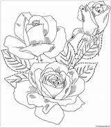 Rose Coloring Pages Double Delight Hybrid Tea Bush Drawing Roses Color Printable Flower Pattern Clipart Print Adult Adults Realistic Flowers sketch template