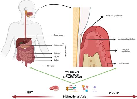 frontiers oral  gastrointestinal mucosal immune niches  homeostasis  allostasis