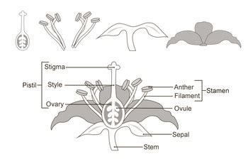 flower parts clipart science diagram labeled  unlabeled  tt education