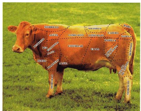 carne de vacuno partes variedades despiece  usos