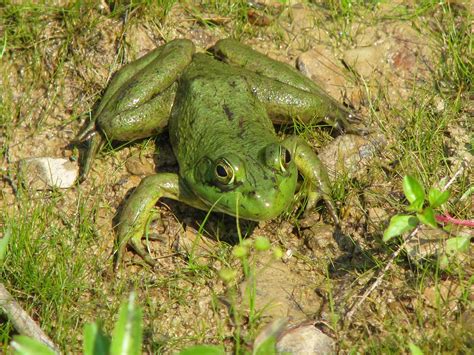 bullfrog  stock photo freeimagescom