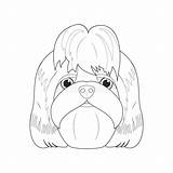 Shih Tzu Coloring Vector Isolated sketch template