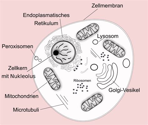 eukaryontenzelle zytologie abitur vorbereitung