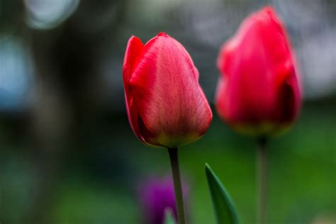 easter tulips juzaphoto