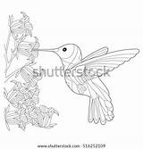 Colibri Hummingbird Coloring Vector Adults Book Shutterstock Stock Tattoo Preview sketch template