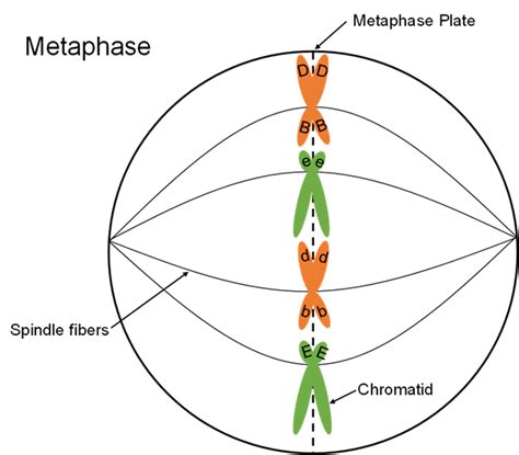 mitosis metaphase diagram