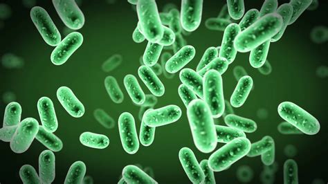antibiotic resistant nightmare bacteria spreads   states