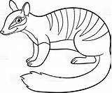 Numbat Coloring Pages Designlooter 02kb 853px 1024 Smiles Royalty Vector Cute Little Stock sketch template
