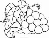 Uvas Grape Primrose Ultracoloringpages sketch template