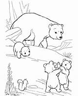 Polar Coloring Bear Pages Bears Printable Kids sketch template