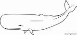 Whale Sperm Mammal Coloringall sketch template