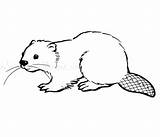 Beaver Coloring Pages sketch template