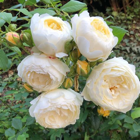 claire austin  atdavidaustinroses clareaustin cream rose cottagegarden mygarden